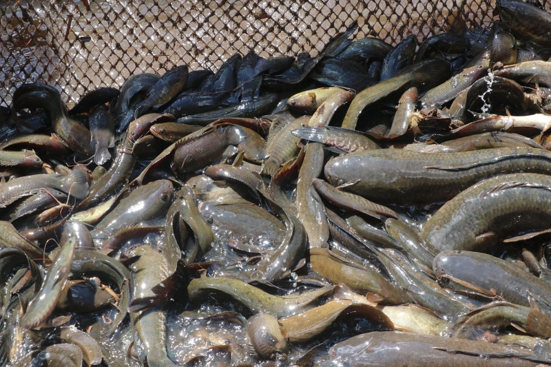 Lỡ ăn hải sản sau khi xăm môi có sao không  Nhà thuốc FPT Long Châu