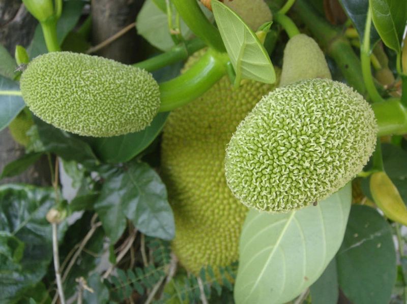 Các cách chữa tắc tia sữa bằng lá mít tại nhà cho mẹ
