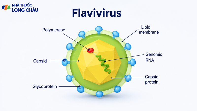 Flavivirus là chi virus RNA có thể gây nhiều bệnh truyền nhiễm ở người