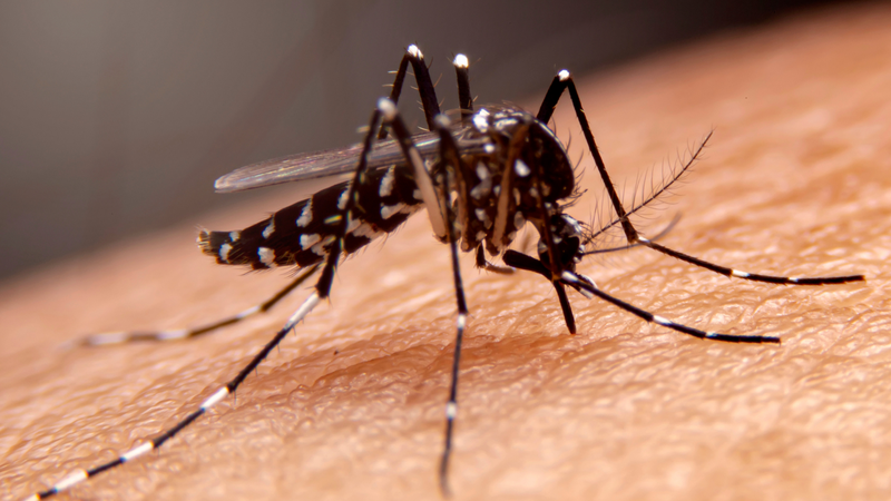 Virus Dengue lây qua muỗi Aedes và có thể gây sốt xuất huyết Dengue
