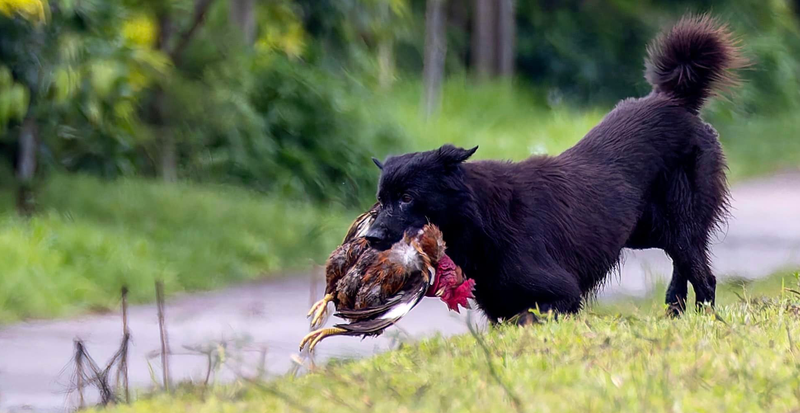 Gà bị chó cắn có ăn được không? - 3