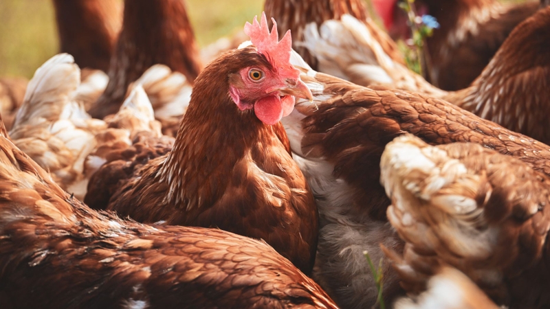 Gà bị tụ huyết trùng có ăn được không?