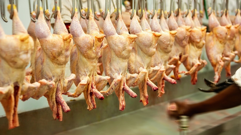 Vi khuẩn có thể lây sang người qua tiếp xúc trực tiếp với gia cầm bệnh, đặc biệt khi không có bảo hộ