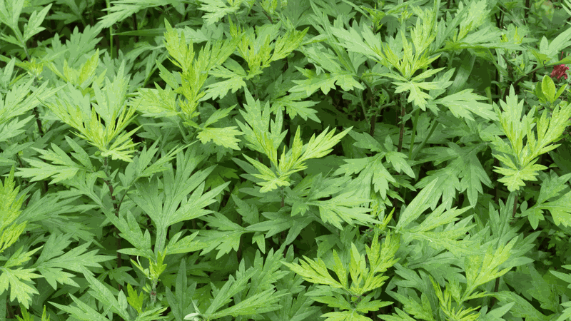 gà hầm ngải cứu hạt sen mang lại lợi ích gì cho sức khỏe 3