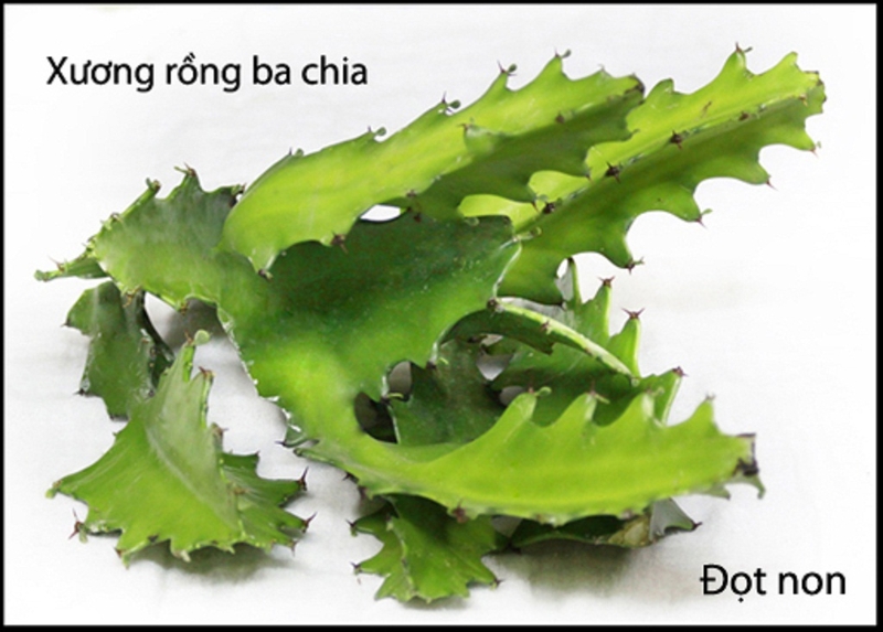 Gai cột sống uống cây gì để nhanh chóng đẩy lùi các cơn đau nhức3