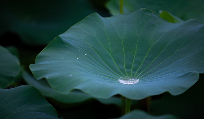 Gan nhiễm mỡ độ 2 uống lá gì? Gợi ý các loại lá giúp thanh lọc gan giảm mỡ tự nhiên 1