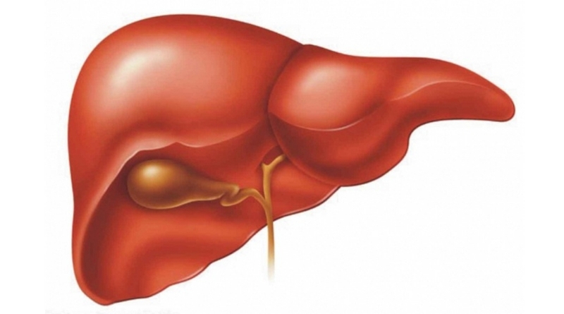 Gan thuộc hệ gì? Cấu tạo, chức năng của gan và biện pháp bảo vệ gan 1