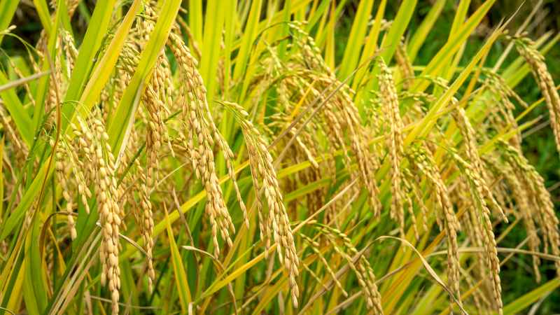 Gạo hữu cơ ít bị can thiệp bởi hóa chất trong quá trình trồng trọt