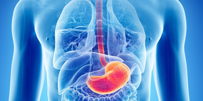 gastrin-hormone-la-gi-vai-tro-cua-gastrin-hormone 3.jpg