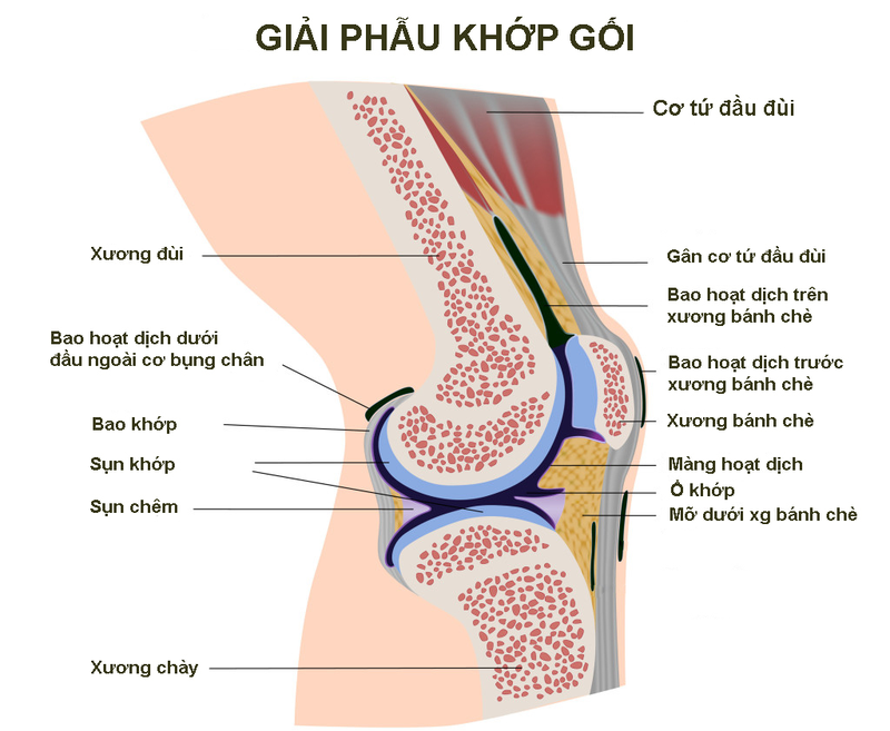 Giải đáp: Gãy xương bánh chè có đi lại được không? 1