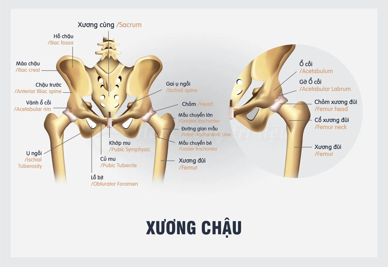 Gãy xương chậu bao lâu thì lành và đi lại được 1