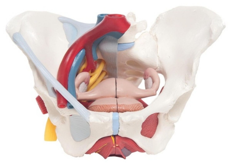 Giải đáp: Gãy xương chậu có mang thai được không? 1