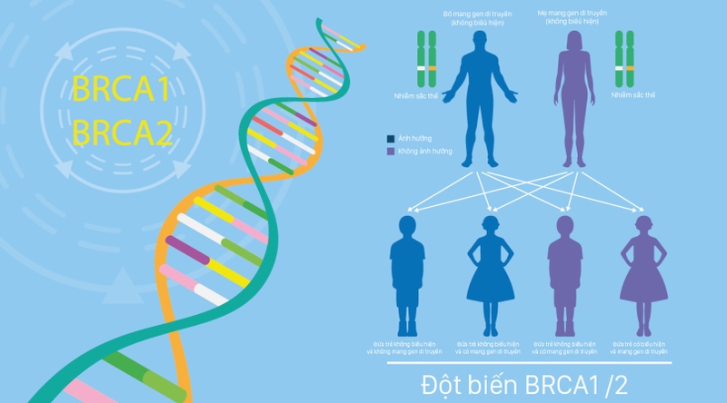 Gen BRCA là gì? Gen BRCA có liên quan gì đến bệnh ung thư vú và các cơ quan khác? 3