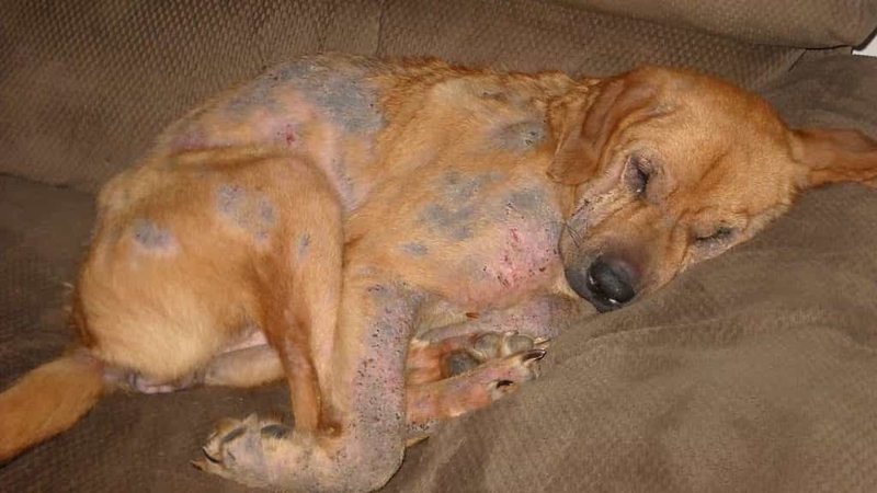 [Giải đáp thắc mắc] Ghẻ Demodex ở chó có lây sang người không? 2