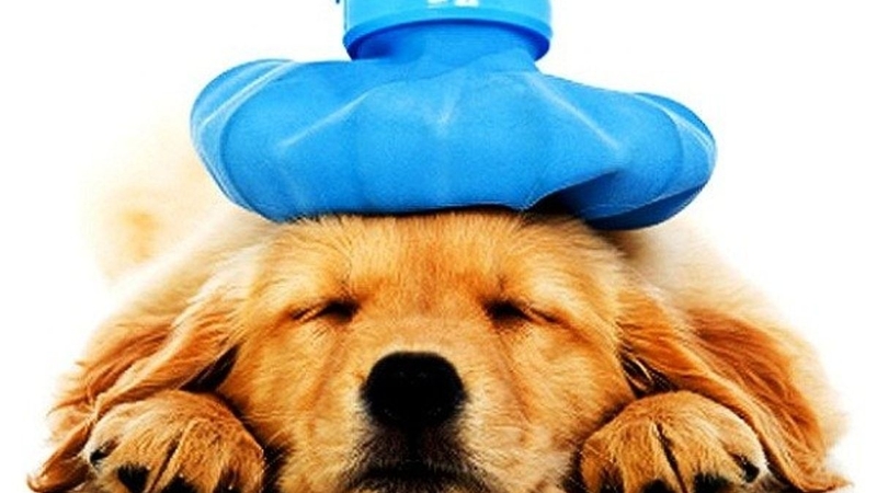 [Giải đáp thắc mắc] Ghẻ Demodex ở chó có lây sang người không? 4