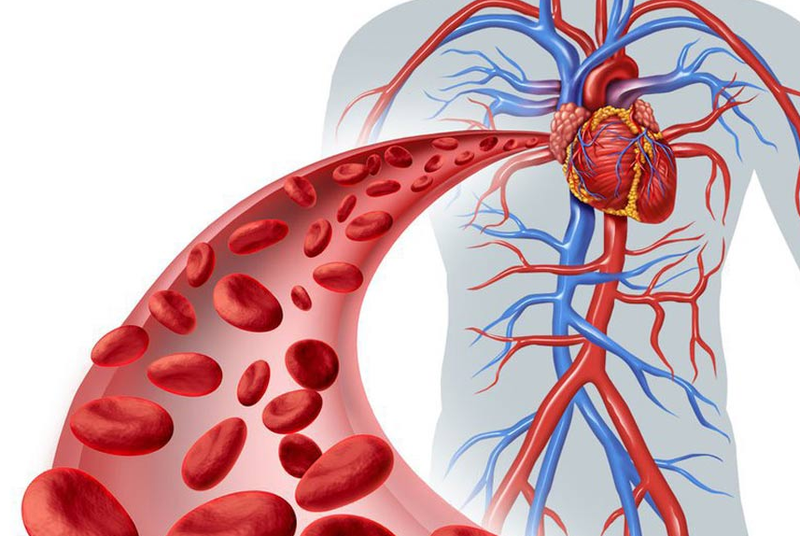 Cải thiện lưu thông khí huyết, đào thảo độc tố Khi chế độ ăn uống không lành mạnh hoặc thiếu vận động, hệ thống tuần hóa máu của chúng ta có nguy cơ cao bị tắc nghẽn do bởi nhiều nguyên nhân như: Xơ vữa động mạch, testosterone cao, huyết khối,... gây nhiều biến chứng như: Chuột rút, nhức mỏi và tê vùng bị tắc nghẽn, thậm chí có thể dẫn đến tắc nghẽn mạch máu não gây đột quỵ hoặc suy tim rất nguy hiểm.  Để hạn chế tình trạng này, bên cạnh việc&nbsp; thay đổi lối sống lành mạnh, người dùng còn có thể nhờ đến ghế massage trị liệu. Loại ghế này có hệ thống con lăn - túi khí và sưởi ấm tạo ra đủ mọi tác động lên cơ thể, giúp cho mạch máu dưới da được kích thích lưu thông và di chuyển liên tục, từ đó tăng cường đưa chất dinh dưỡng trong máu đến khắp cơ thể, đồng thời đào thải độc tố nhanh chóng hơn, hạn chế tình trạng tắc nghẽn mạch máu gây những biến chứng khôn lường 3