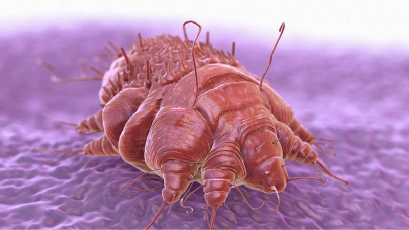 Ghẻ ở vùng kín: Nguyên nhân, triệu chứng và phương pháp điều trị 1