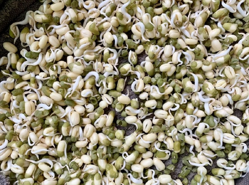 Giá đỗ bị nhớt có ăn được không và cách xử lý 2