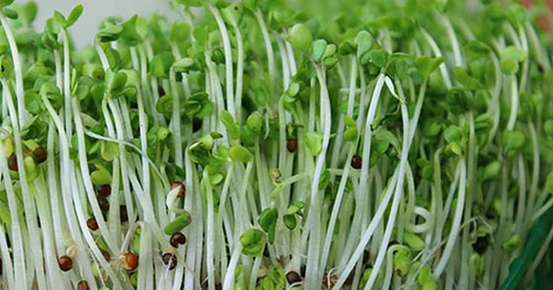 Giá đỗ mọc lá xanh có ăn được không, có ảnh hưởng sức khỏe không 3