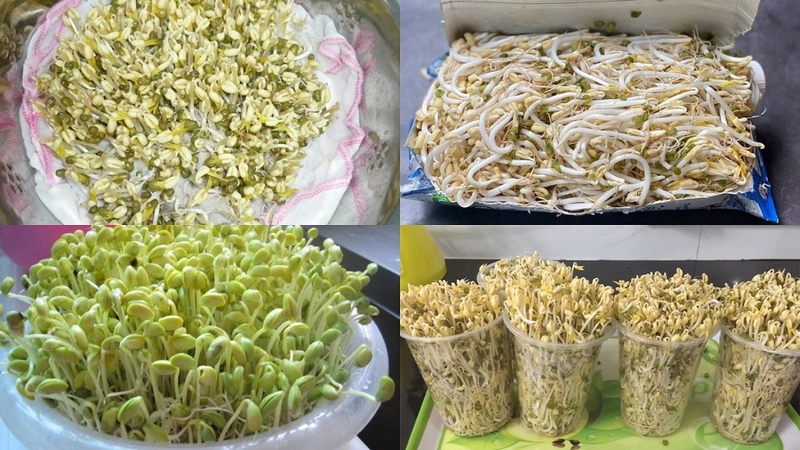 Giá đỗ mọc lá xanh có ăn được không, có ảnh hưởng sức khỏe không 1