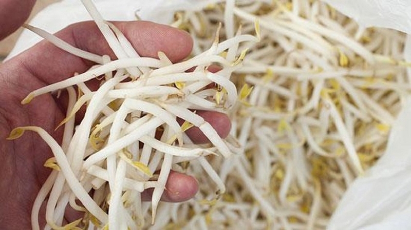 Bật mí mẹo hay dân gian: Giá đỗ trị viêm họng 1