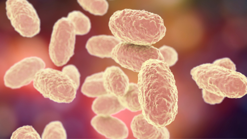 Giả mạc bạch hầu là gì? Nguyên nhân hình thành lớp giả mạc bạch hầu? 2