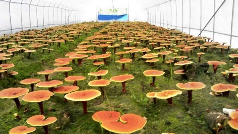 Nấm linh chi giá bao nhiêu? 3