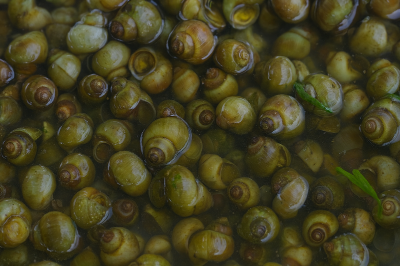 Giá trị dinh dưỡng có trong ốc gạo và một số lưu ý khi ăn 1