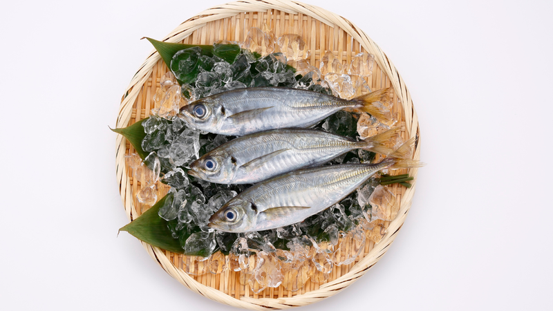 Cá nục đuôi đỏ phần đuôi có màu đỏ tươi