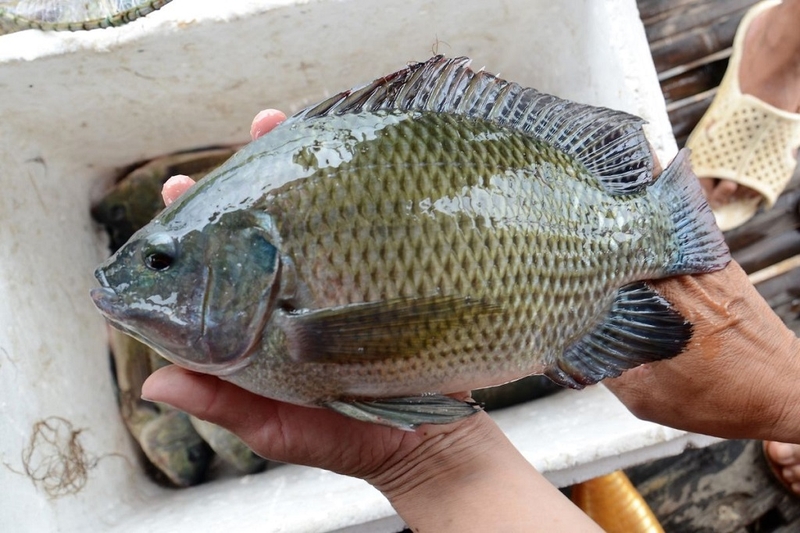 Giá trị dinh dưỡng của cá rô phi và những cân nhắc khi ăn 3