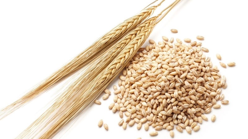 Giá trị dinh dưỡng của lúa mạch và yến mạch​ có giống nhau không 2