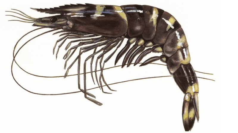 Giá trị dinh dưỡng của tôm sú là gì? 1