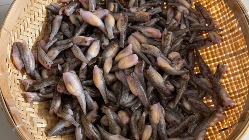 Cá bống trứng là cá gì?