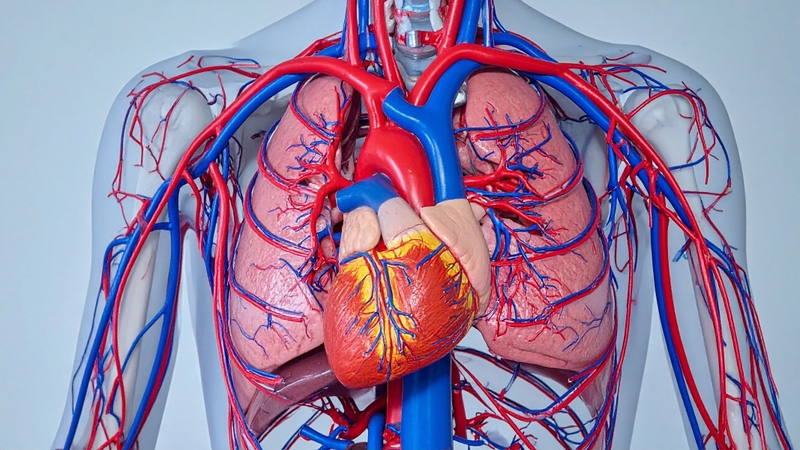 Cá bống trứng hỗ trợ sức khỏe tim mạch nhờ axit béo omega-3, giúp giảm cholesterol xấu và giảm nguy cơ mắc bệnh tim mạch