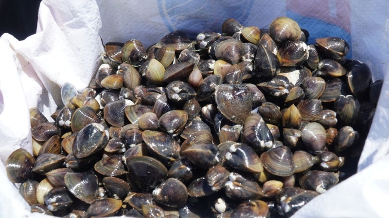 Giải đáp: Bà bầu ăn hến được không? 1