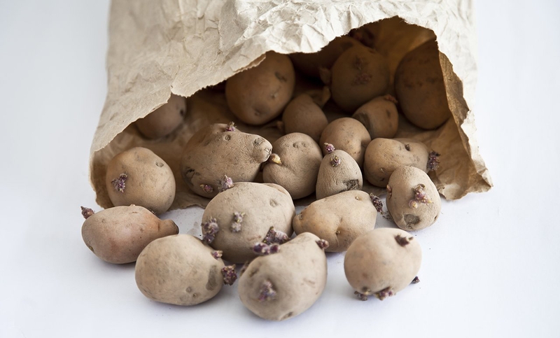 Giải đáp: Bắp cải mọc mầm có ăn được không?