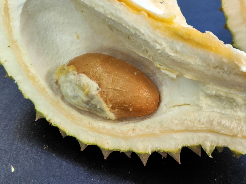 Giải đáp Bầu ăn hạt sầu riêng luộc được không Vì sao 2