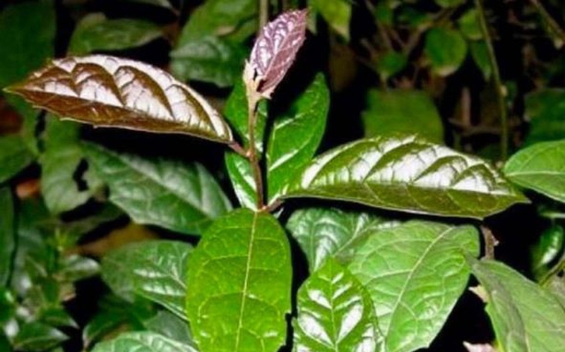 Giải đáp: Bệnh huyết áp thấp có uống được xạ đen không? 2