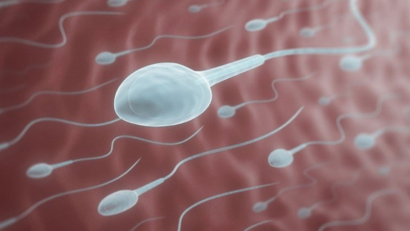 Liệu tinh trùng ít có khả năng thụ thai không?