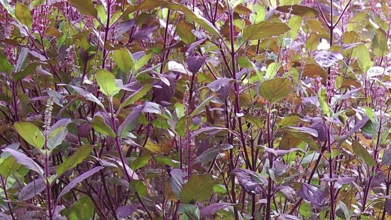 giai-dap-cay-huong-nhu-co-phai-la-cay-hung-que