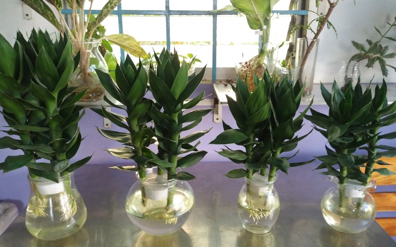 Giải đáp: Cây phát tài có độc không? 2