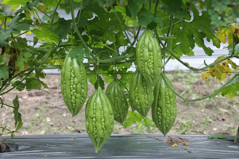 Giải đáp: Đau dạ dày ăn khổ qua được không? 4