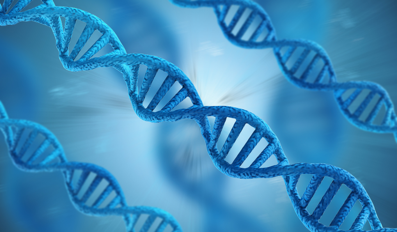 Ho gà có di truyền không?