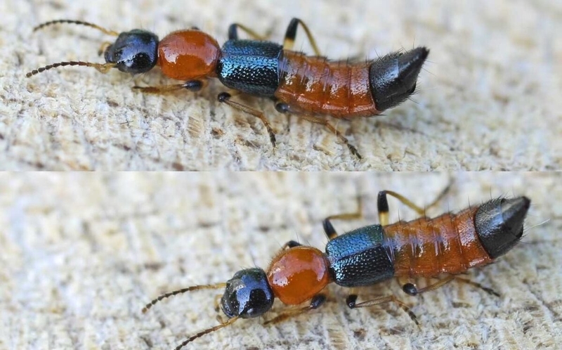 Giải đáp: Khi bị kiến ba khoang đốt bao lâu thì khỏi? 2