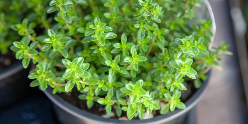 Giải đáp: Khi bị kiến ba khoang đốt bao lâu thì khỏi? 3