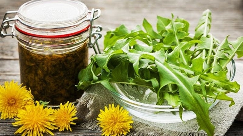 Giải đáp: Lá bồ công anh có ăn được không? 2