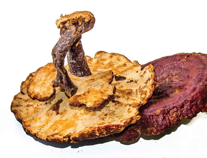 Giải đáp: Liệu nấm lim xanh bị mọt có dùng được không? 1