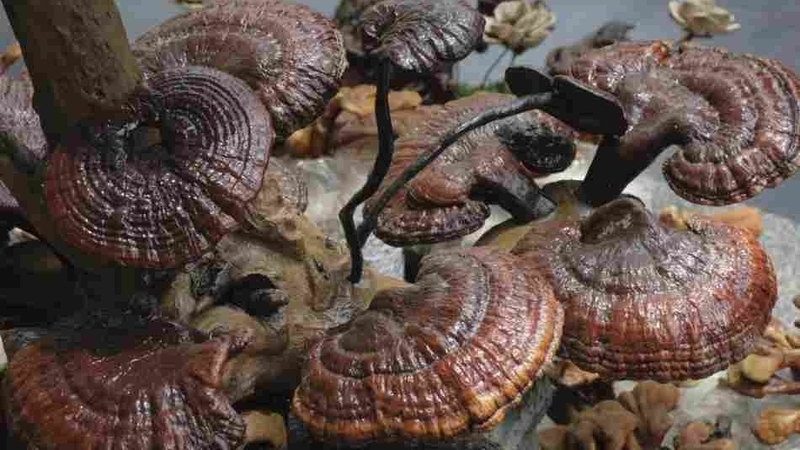 Giải đáp: Liệu nấm lim xanh bị mọt có dùng được không? 2