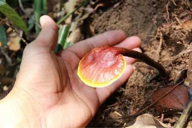 Giải đáp: Liệu nấm lim xanh bị mọt có dùng được không? 3