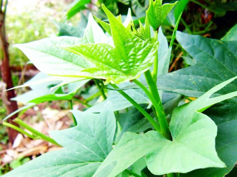 Giải đáp: Nâng mũi ăn rau lang được không và nhóm thực phẩm nên ăn sau nâng mũi 1